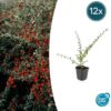 Cotoneaster suecicus 'Coral Beauty' | 12 Stücke