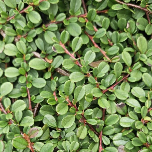 thumbnail_6000-3176.jpg Cotoneaster prostratus 'Streib's Findling' | 40 Stücke