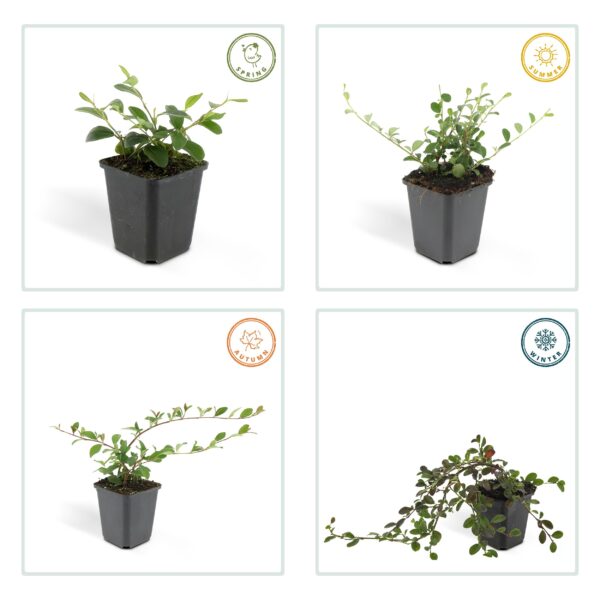 thumbnail_6000-3288.jpg Cotoneaster dammeri 'Major' | 60 Stücke