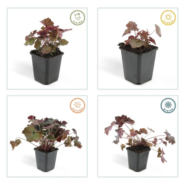 thumbnail_6000-5764.jpg Heuchera micrantha 'Palace Purple' | 12 Stücke