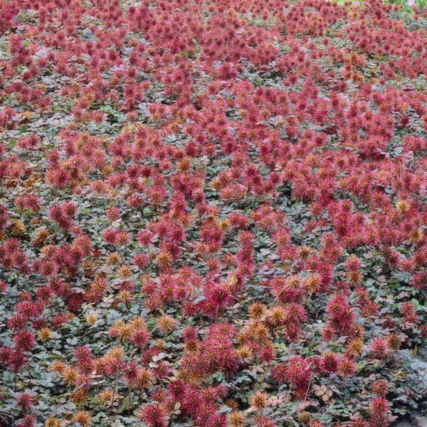 thumbnail_6000-5790.jpg Acaena microphylla 'Kupferteppich' | 6 Stücke