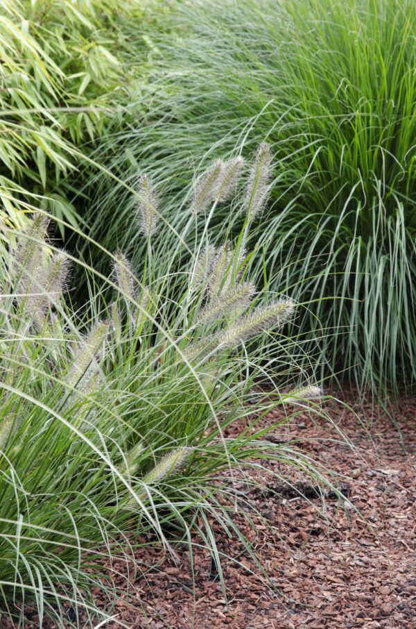 Pennisetum alopecuroides 'Hameln'