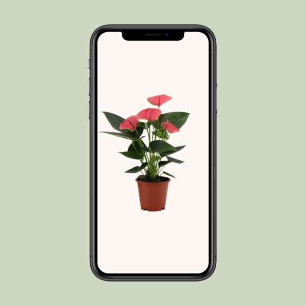 026d21f3c81f417ab5e07696c1c902a974b5cd7199044a0283ac45d6c07c273b.jpg Anthurium Sweet Dream - Flamingo Pflanze
