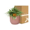 Chlorophytum Ocean 15 in ELHO Vibes Fold rund zartrosa