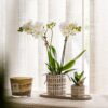 Pflanzenset Le Chic Small | Weiße Phalaenopsis Orchidee Amabilis und Sukkulente