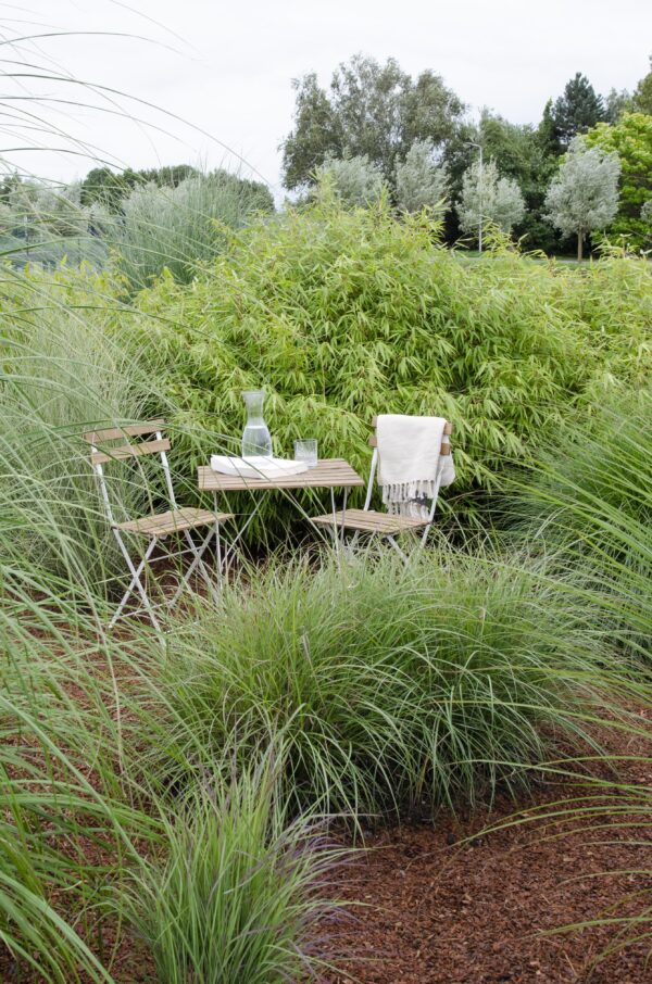 1339afe61e0c40be8edac147203ae9e262395192220d453e95772e16e0316000.jpg Fargesia rufa