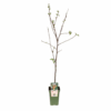 Malus Domestica Jonagold