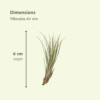 Everspring - Tillandsia Air mix - 10 StÃ¼ck - 6 cm - ø6