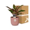 Aglaonema Kreta in ELHO Vibes Fold rosa