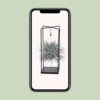 Tillandsia-Würfel