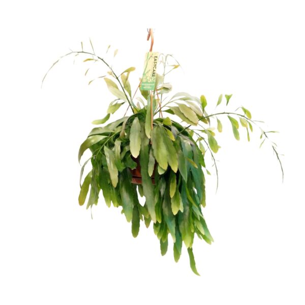 20900d44634a4344a5ab4937962c5fc05aa1abec9137499fbeeae05ad81c92af.jpg Pseudorhipsalis Ramulosa Rote Koralle