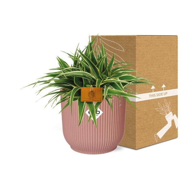 21c9c8c0d06d45bf900ad8717b16dfe9242c6a7c1f1746558c80987a30ee3e09.jpg Chlorophytum Ocean 15 in ELHO Vibes Fold rund zartrosa