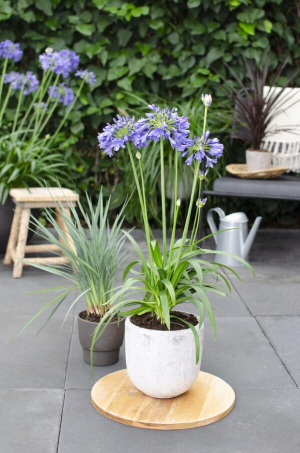 2361b0651b6f4766907cf795be5a48f763d0537948814045b59924a1b8f9500f.jpg Agapanthus 'Ever Sapphire'