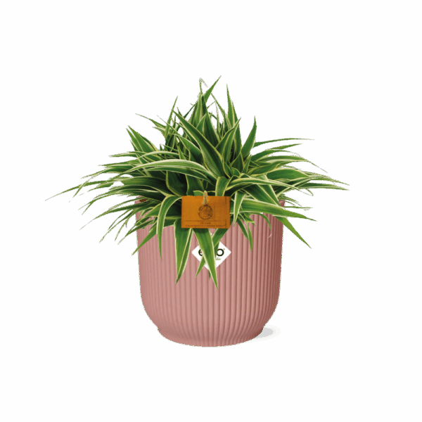 280fafb2adee4db790b0f386e311913497286caf491c4c9f8264fc22f260c09a.png Chlorophytum Ocean 15 in ELHO Vibes Fold rund zartrosa