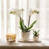 Pflanzenset Le Chic Small | Weiße Phalaenopsis Orchidee Amabilis und Sukkulente