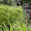 Carex morrowii 'Irish Green' | 3 Stück