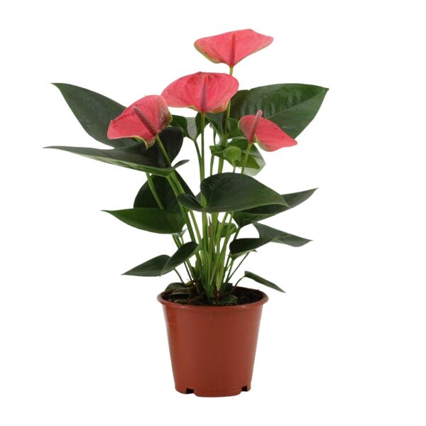 3039a979e54843bba0d9eaddbb9dcde26faa6fbcb15541e69ea8c62574f09270.jpg Anthurium Sweet Dream - Flamingo Pflanze