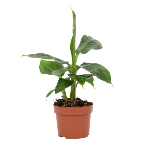 379f37dd646f44149fc319f62249523860e20aaa63484c648ee98b88fc4e4003.jpg Musa Tropicana