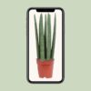 Sansevieria Gerade