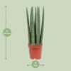Sansevieria Gerade
