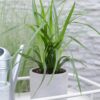 Carex morrowii 'Irish Green' | 3 Stück