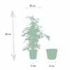Ficus benjamina Danielle - Ø21cm - ↕95cm + Korb Igmar