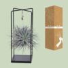 Tillandsia-Würfel