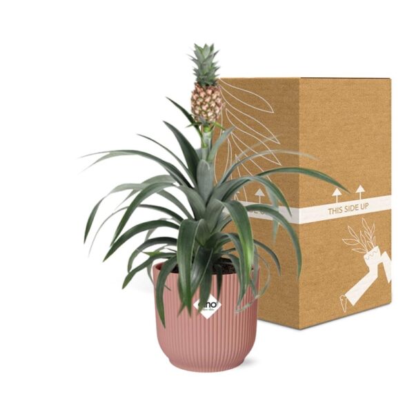 Ananas Mi Amigo in ELHO Vibes Fold rosa