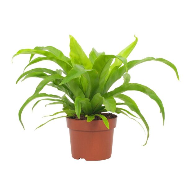 52e2d1cf010b41ccbe33956f81428532cd2acdd186b64bb9b07e8d63878dadca.jpg Asplenium Antiquum