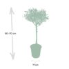 Olea am Stiel