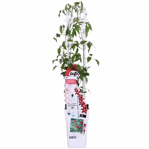 556b66a04006477a9398581444e863539ede7fb5777e4cb181ecc3db75e0398c.png Clematis 'Nubia' - Rot