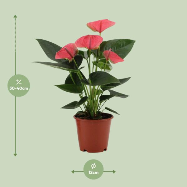 575db625fa7e43879f339f8f576fe66a0f781095a7d54300990e42c053689c2f.jpg Anthurium Sweet Dream - Flamingo Pflanze