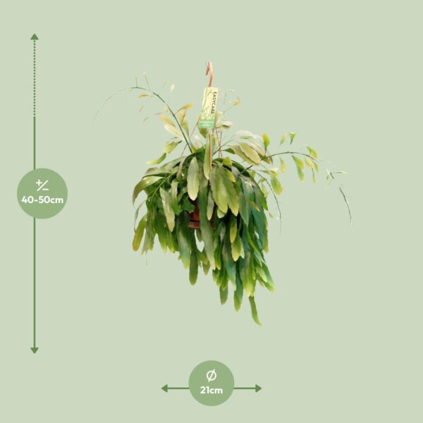 5bc5f7d2f3c94ea884c39be66edc557ff2bd3dd576664a179e9c09b9fa2a03b4.jpg Pseudorhipsalis Ramulosa Rote Koralle