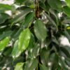 Ficus benjamina Danielle - Ø21cm - ↕95cm + Korb Igmar