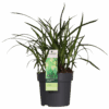 Carex morrowii 'Irish Green' | 3 Stück