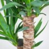 Yucca Elephantipes mit Viber Schwarz