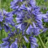 Agapanthus 'Ever Sapphire'