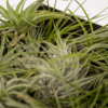 Everspring - Tillandsia Air mix - 10 StÃ¼ck - 6 cm - ø6