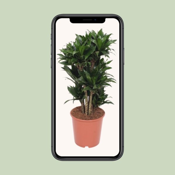 7c2f3c8790934e70b65210dbd3a657bc32d42c6424be43a6884486226cee07f7.jpg Dracaena Compacta