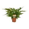 Dryopteris Erythrosora - Ø17 ↕50