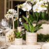 Pflanzenset Le Chic Small | Weiße Phalaenopsis Orchidee Amabilis und Sukkulente