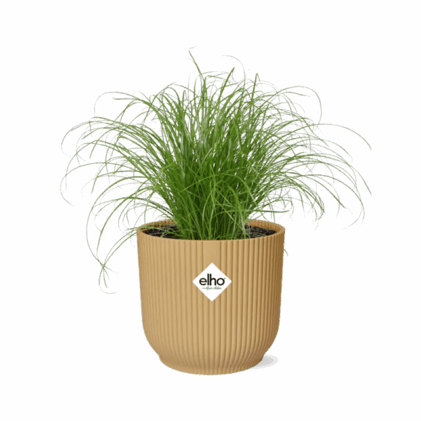 86088cefd88b40f595b786b00222e5a8cded49911fe846a591bcc97b1116c0e0.png Cyperus Alternifolius Zumula im ELHO Vibes Fold Gelb