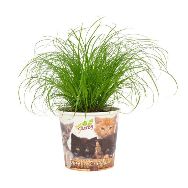Cyperus Zumula - Cup Pet Bonbon Katze