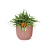 Chlorophytum Ocean 15 in ELHO Vibes Fold rund zartrosa