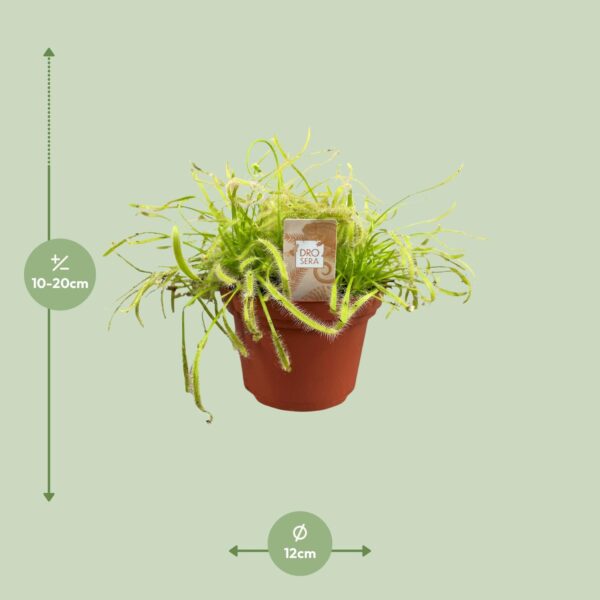 9cd7b858fb654196ac69bacf9028458f32804e6d2f2148db8ef2d6651e758dc0.jpg Drosera Capensis