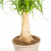 Beaucarnea Recurvata Stamm