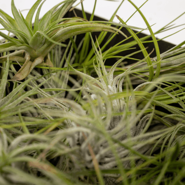 bd133c28409243609e78623cda9b7fafc334661877594178b6eb0716e57e6729.png Everspring - Tillandsia Air mix - 20 Stück - 6 cm - ø6