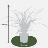 Carex morrowii 'Irish Green' | 3 Stück