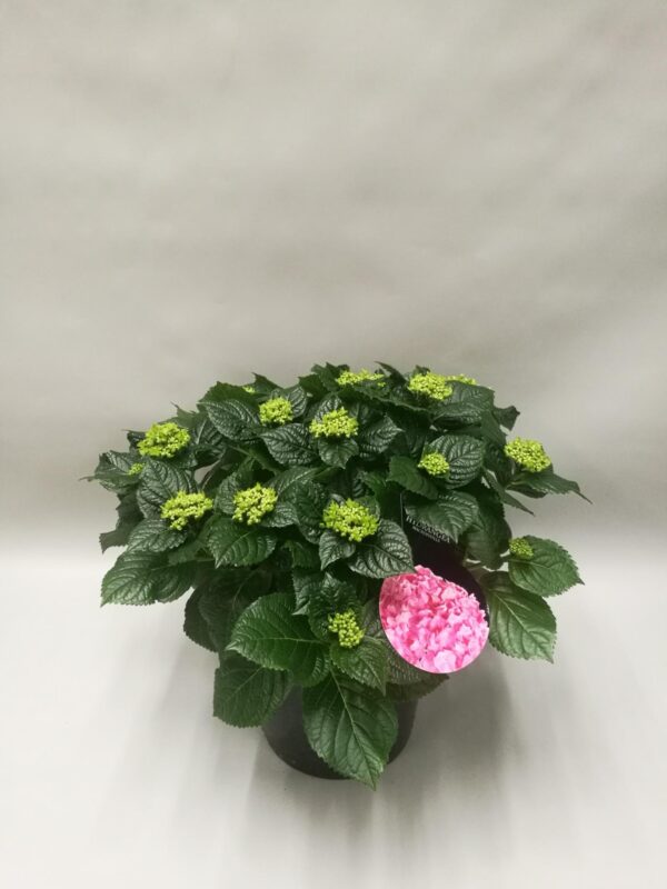 c424f71f70044fc982f1b384cf12a8b4e3bb1616aa2d48809735793d19027b71.jpg Hortensie Early Rosa - Hortensie