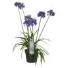 Agapanthus 'Ever Sapphire'
